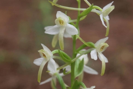 ruta orquídeas Liencres