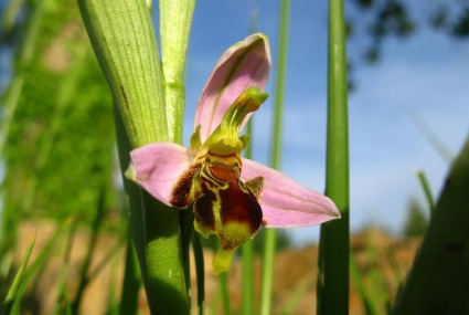 ruta orquídeas Liencres