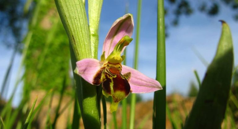 ruta orquídeas Liencres