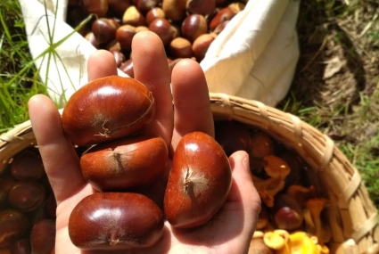 Comillas forestal (3)