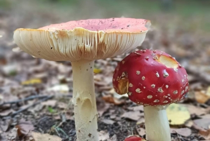 Comillas forestal (7)