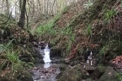 Comillas forestal (8)