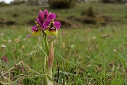 ruta orquideas en campoo cantabria