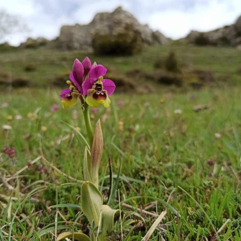 ruta orquideas en campoo cantabria