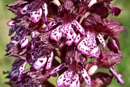 ruta orquideas en campoo cantabria