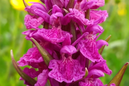 ruta orquideas en campoo cantabria