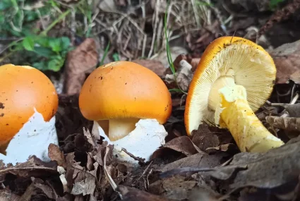 Gastroexperiencia Micológica (1) cantabria