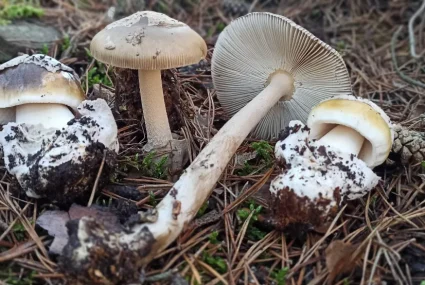 Gastroexperiencia Micológica (2) cantabria