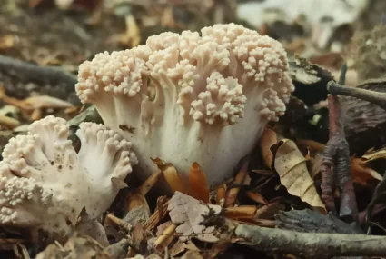 Gastroexperiencia Micológica (4) cantabria