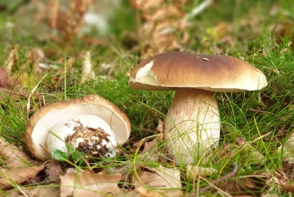 Gastroexperiencia Micológica (5) cantabria