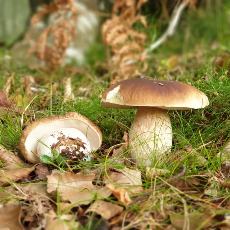 Gastroexperiencia Micológica (5) cantabria