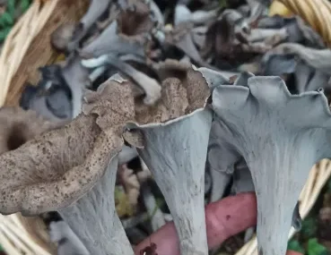 Gastroexperiencia Micológica (6) cantabria