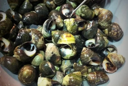 Bígaros Logan cantabria