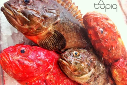 Cabrachos Cantábrico Logan cantabria