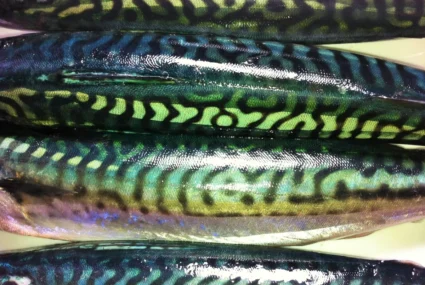 Sardas del Cantábrico Foto: Tupiq