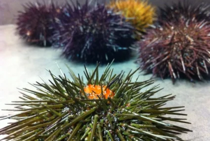 Copia De Erizos Cantábrico cantabria