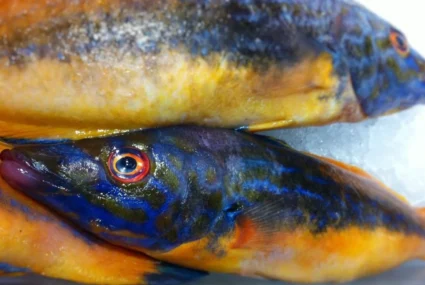 Copia De Gallanos cantabria