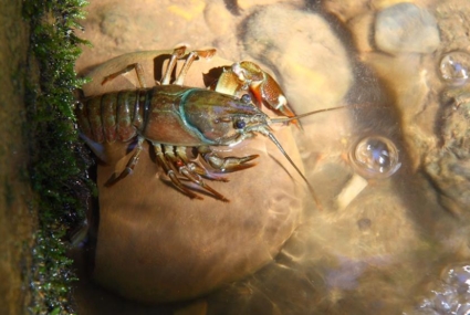 Cangrejo Foto Alfonso Quirce